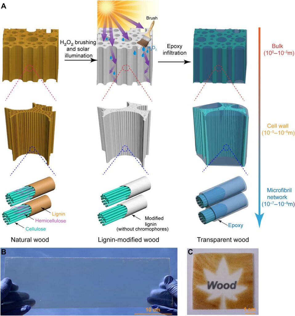 Difference between transparent wood and natural wood
