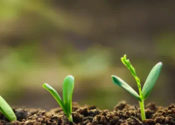 Pioneering Circular Economy in Construction: Desert Board’s Revolutionary Impact
